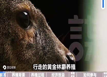 林麝養(yǎng)殖，貴比黃金